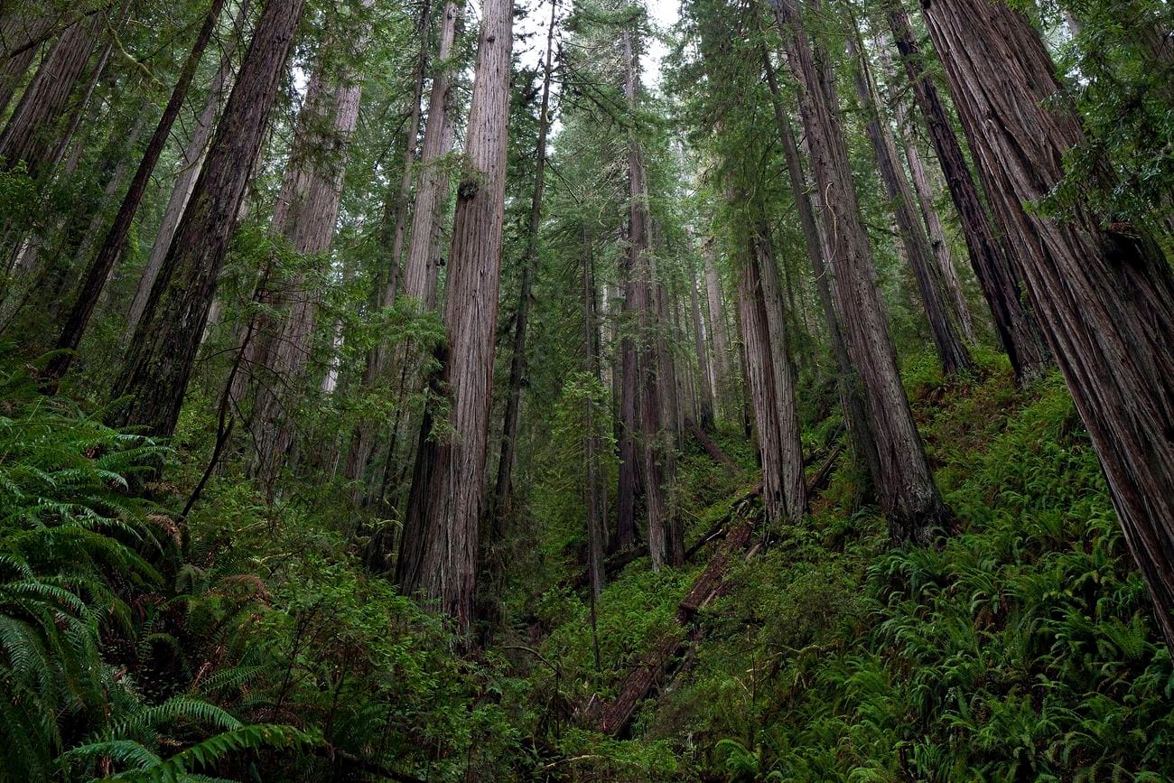 The 7,472-acre Headwaters Forest Reserve